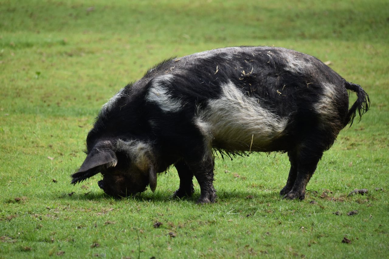 Varkens gras etende